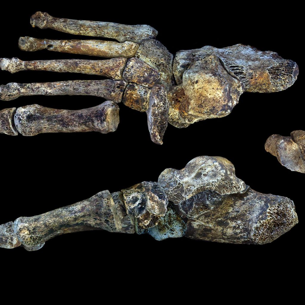 06 Homo Naledi Foot Figure Peter Schmid Cc By