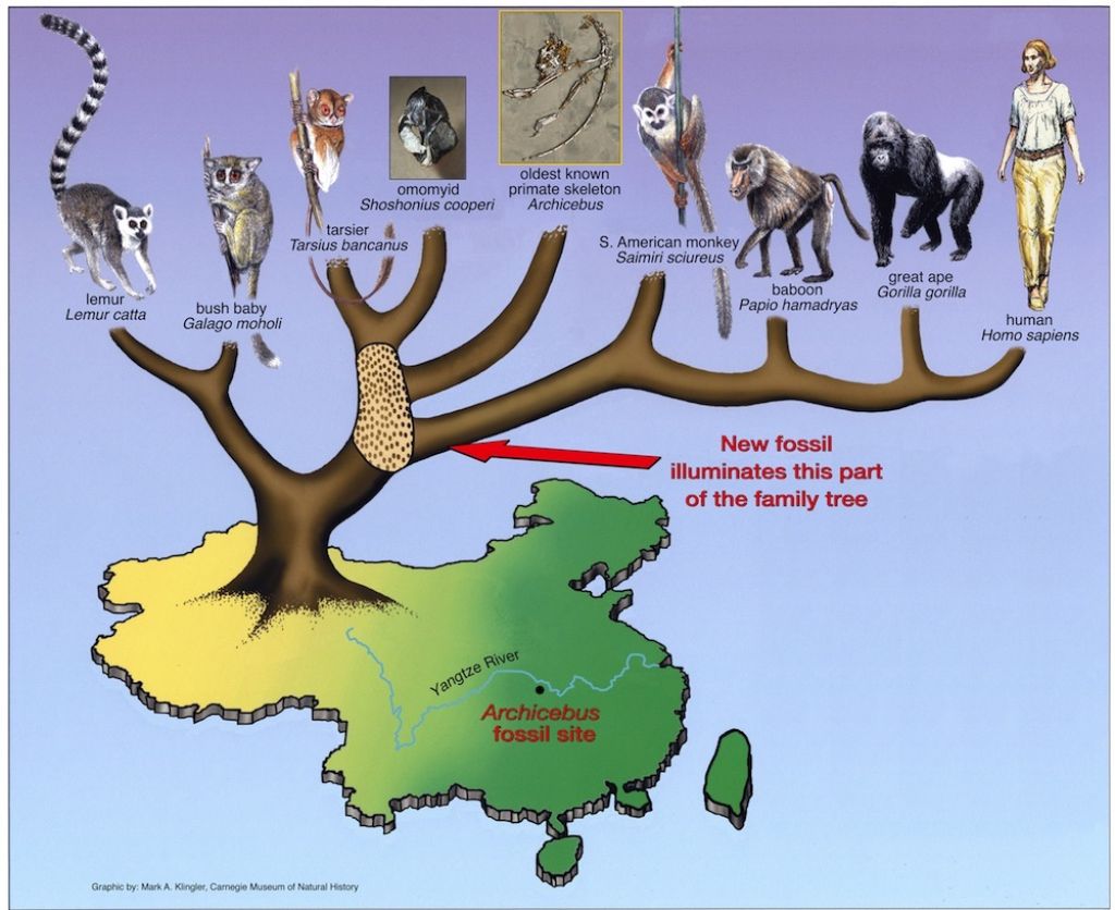 Archicebus Evolutionary Tree 2