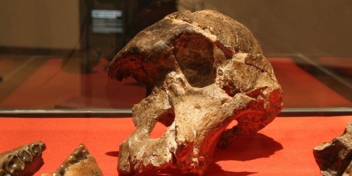 Evolution Australopithecusafricanus Evolution