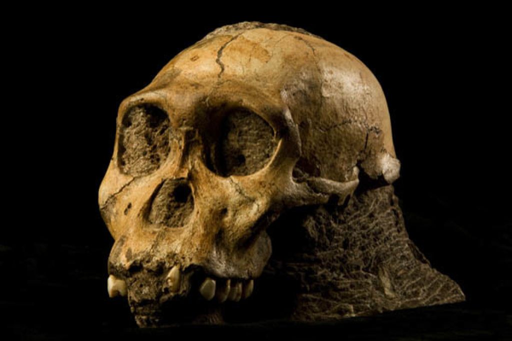 8  The Cranium Of The Juvenile Skeleton Of Au   Sediba   Photo