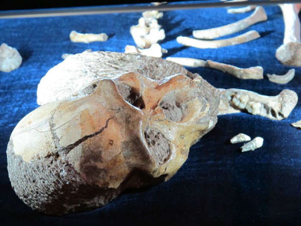 Sediba Fossils 9