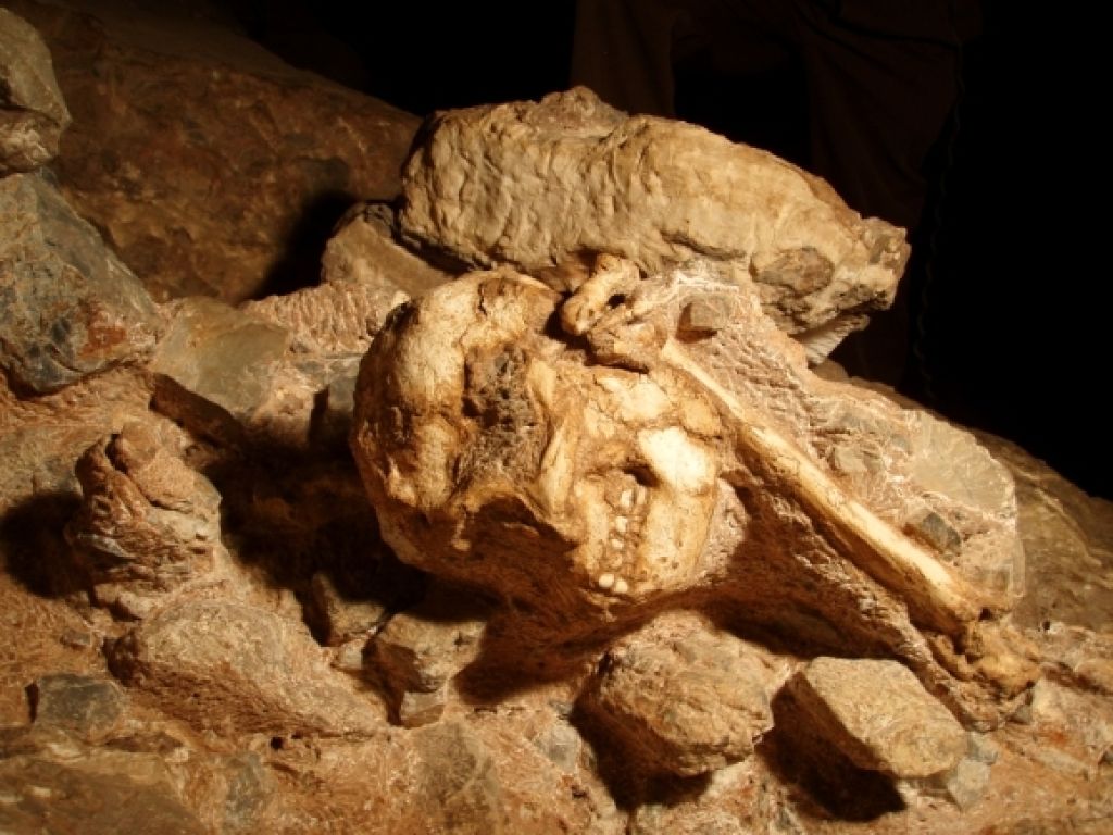 Little Foot In The Sterkfontein Cave 580 435 S