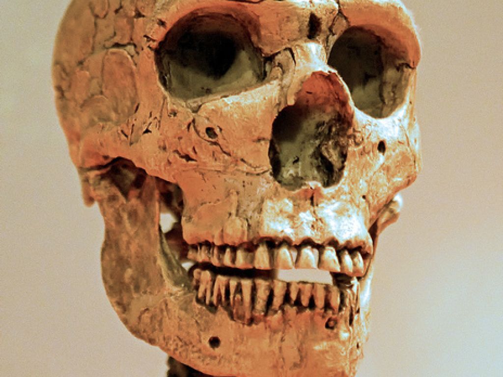 Homo Neaderthalensis
