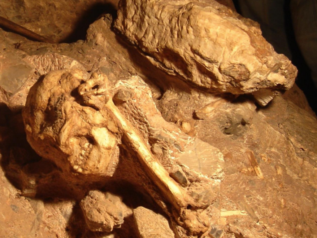 Little Foot In Cave In 2009