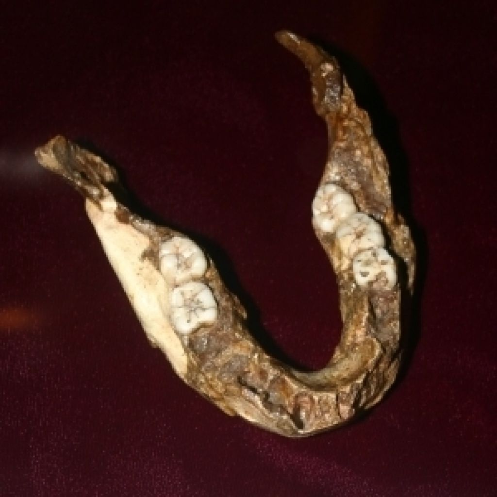 Fossil Of A Mandible 2