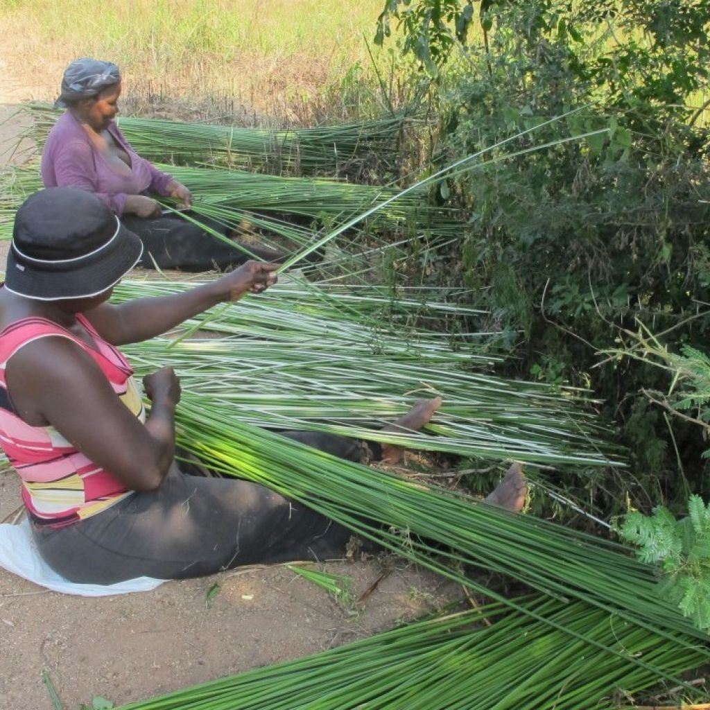 11 Modern Sedges Being Reaped On The Uthongathi River