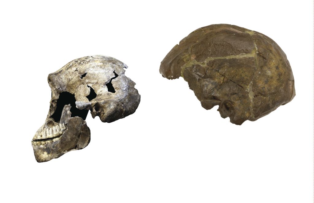 (4) Modern Human Lesedi Lateral Skull Comparison
