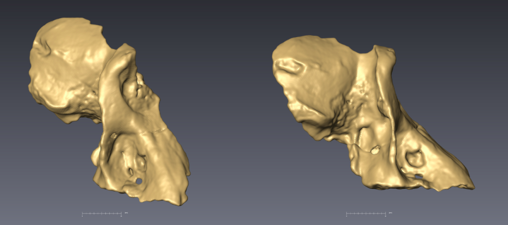 Baboon Skulls 3D