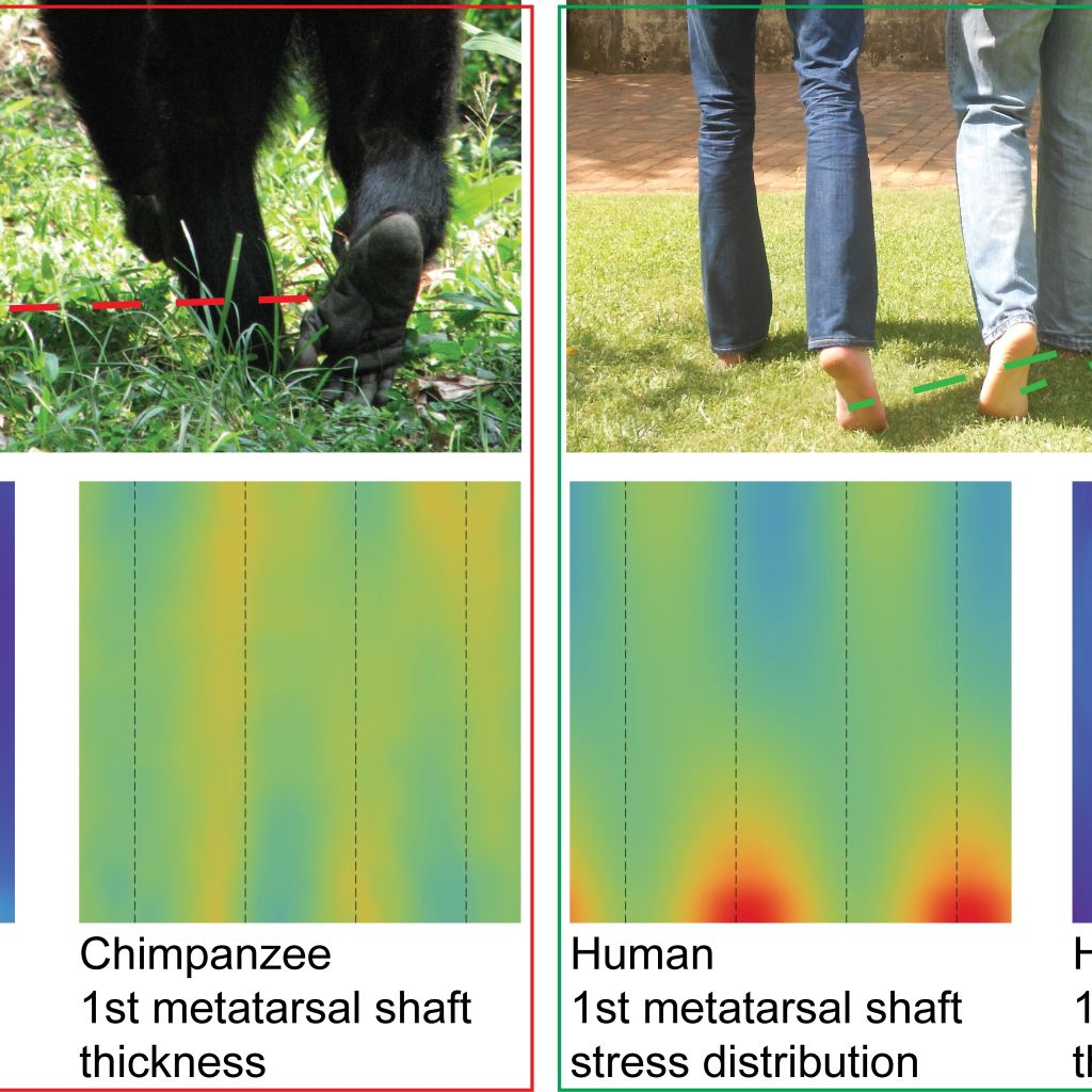 Consensus Maps Of Chimps And Humans Show Difference In The Patterns Between Two Functional Groups For Hallucal Metatarsal Shafts  Credit Wits University