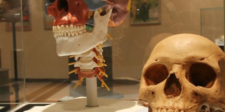 Evolution Human Skull Evolution