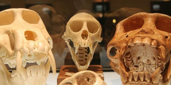 Evolution Ape Skulls Evolution