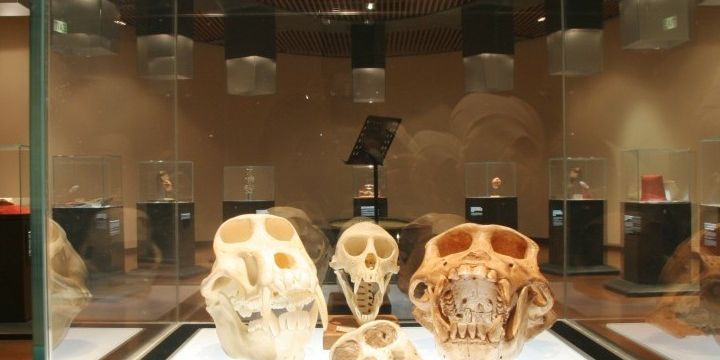 Evolution Ape Skulls2 Evolution