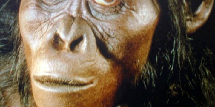 Australopithecus Image2