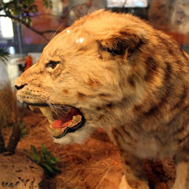 Studying fossils and extinct animals – Maropeng and Sterkfontein Caves