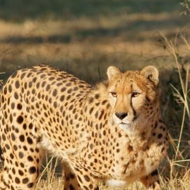 Van Dyke Cheetah Centre De Wildt