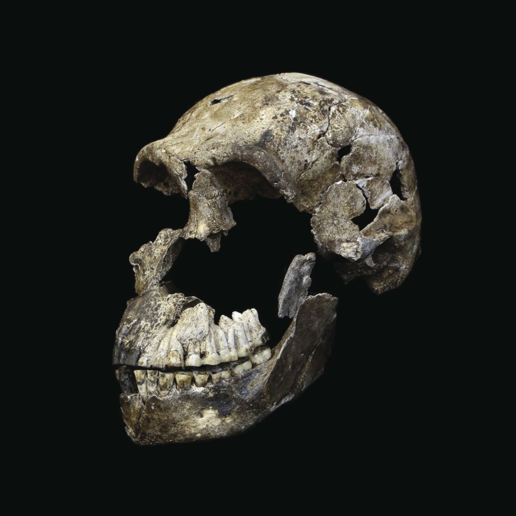 7 Neo Skull Homo Naledi