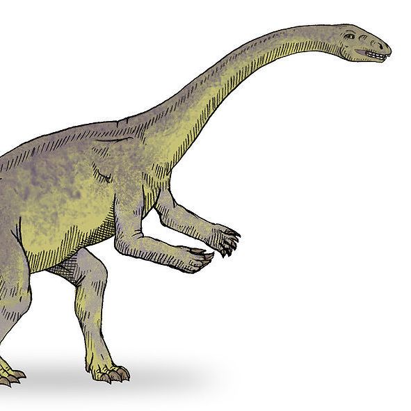 1024Px Lufengosaurus Sketch2