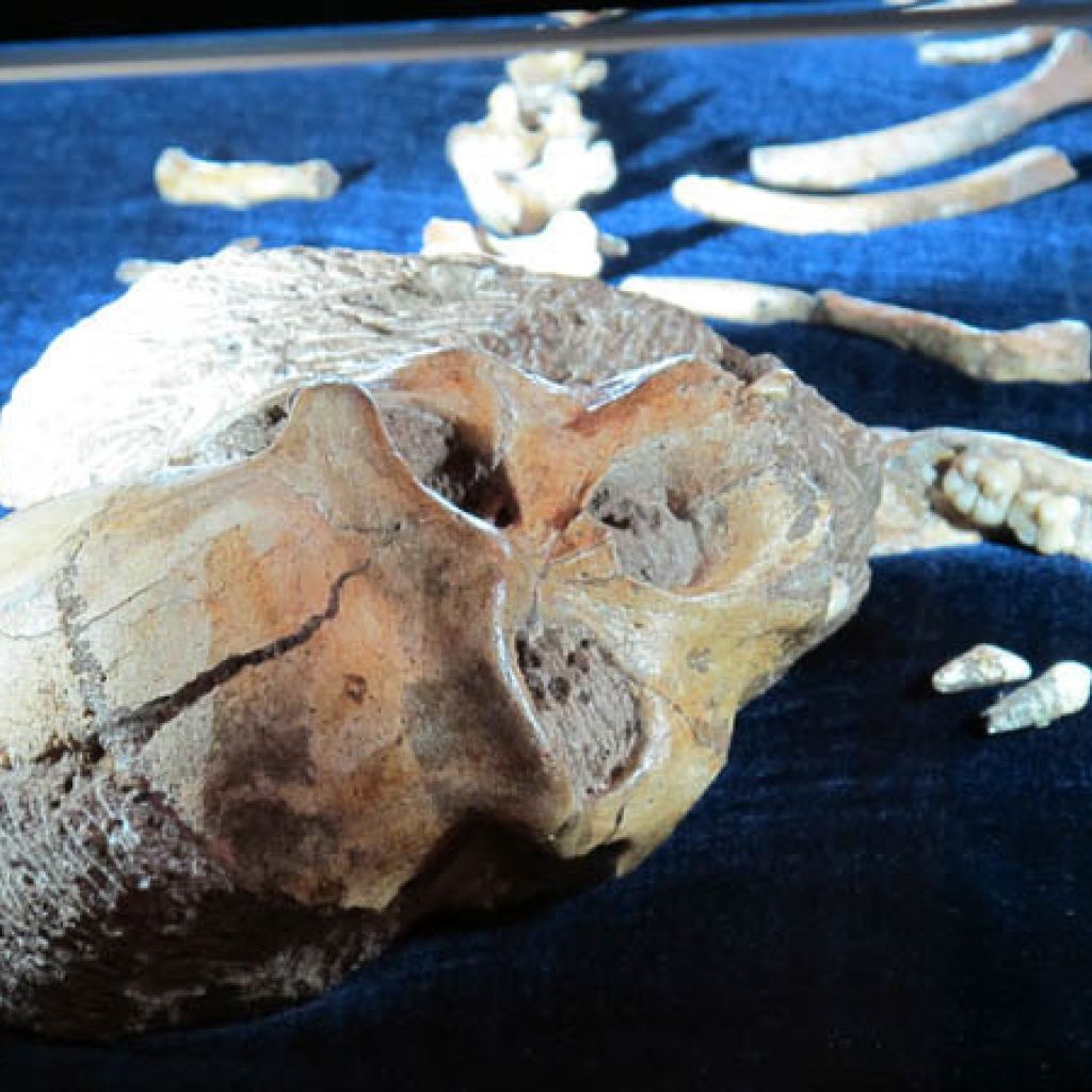 Sediba Fossils 9