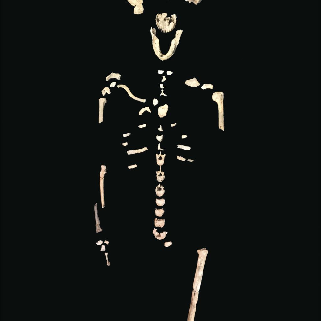 (5) Neo Skeleton Lesedi Chamber