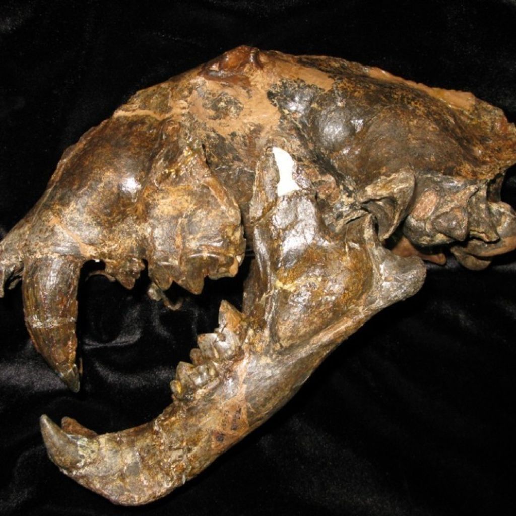 Dinofelis Skull 1