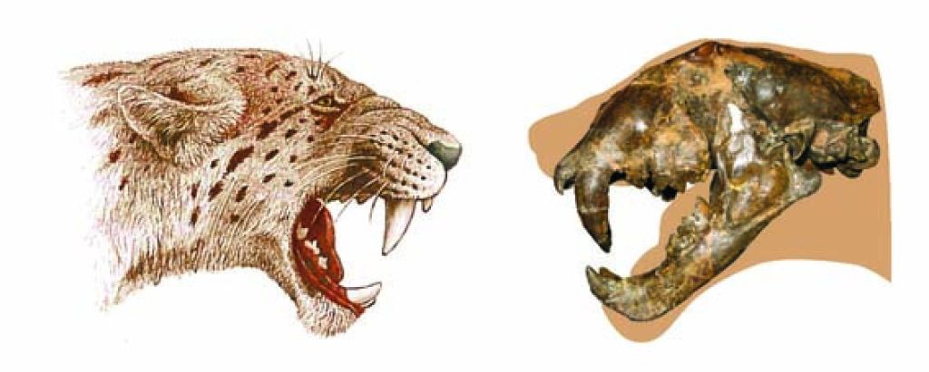 Dinofelis Fossil  Reconstruction 3