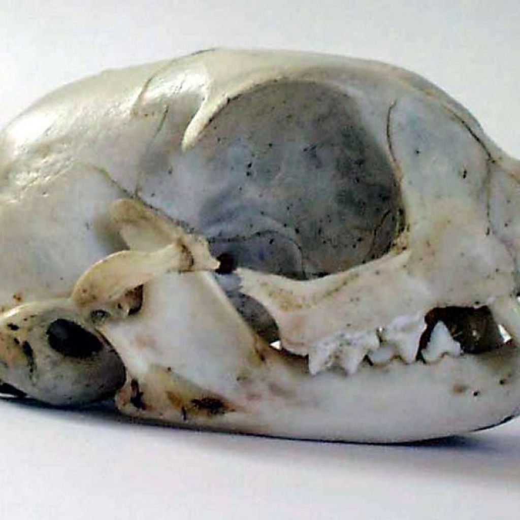 800Px Cat Skull
