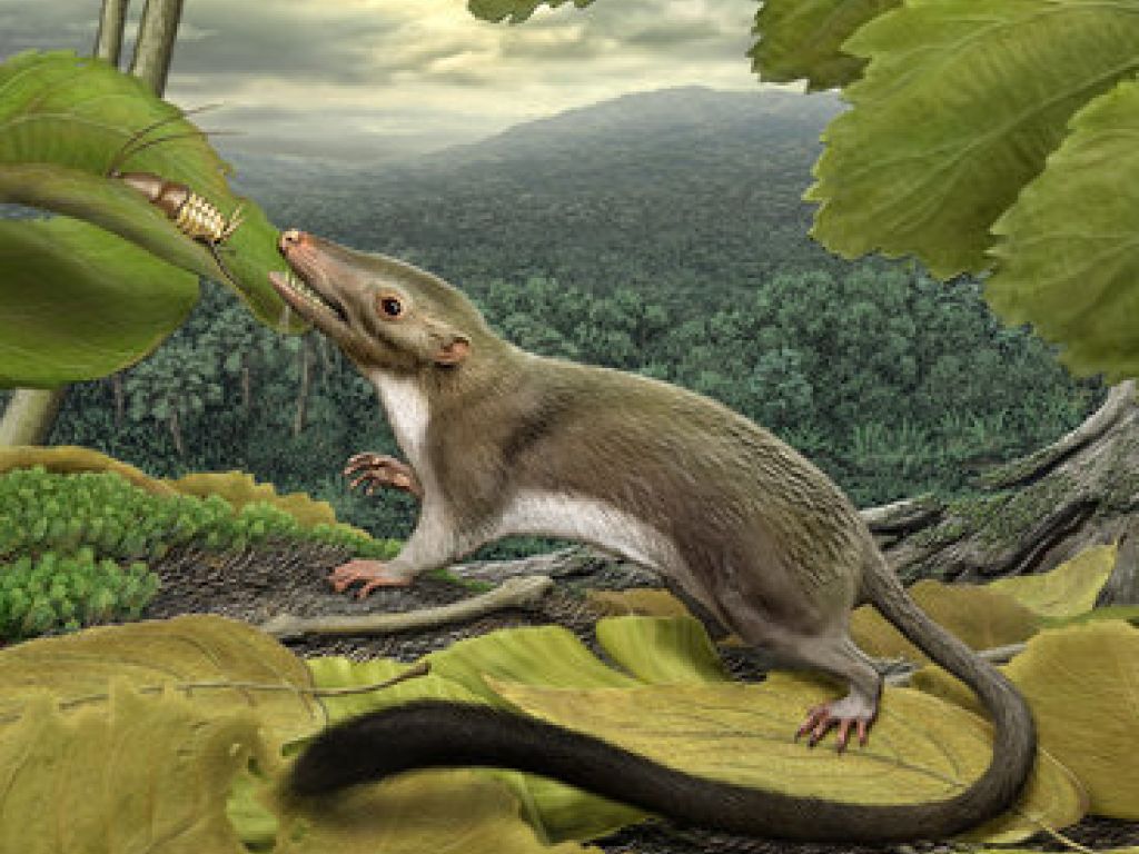Rat Like Mammal Ancestor 1