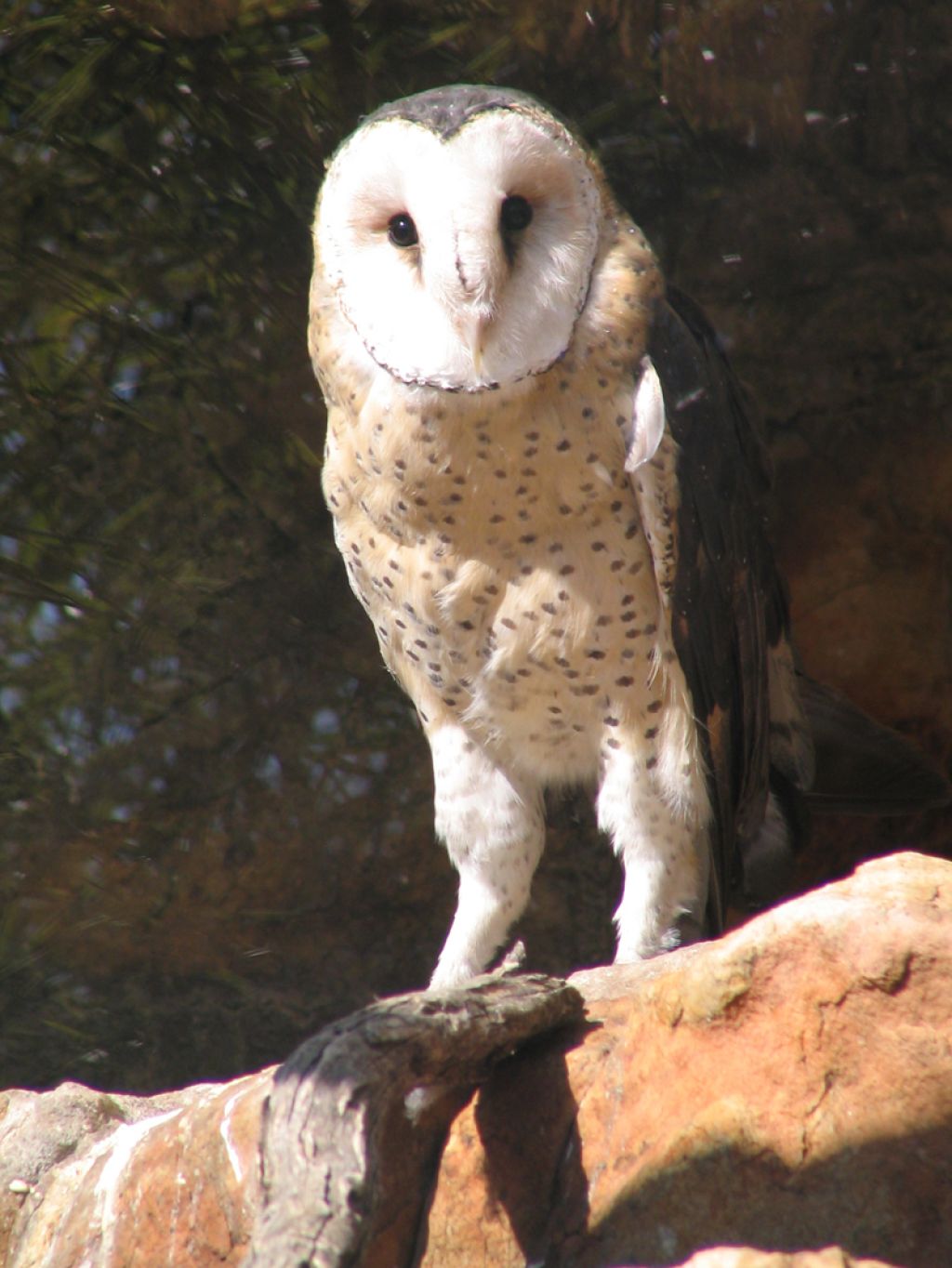 Grass Owl Adult