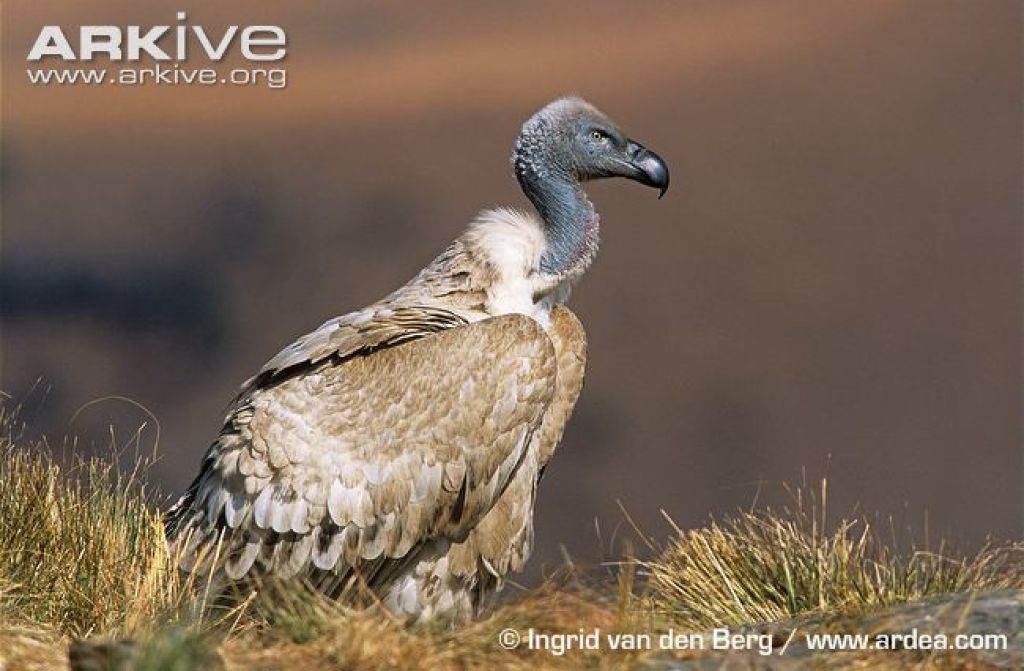 Cape Vulture 