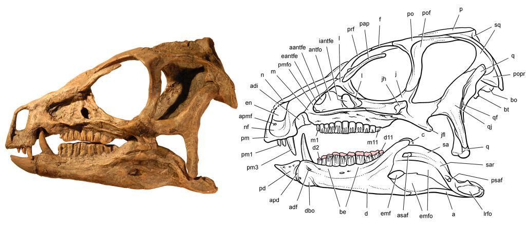 Heterodontosaurus Skull By Carol Abraczinskas, Paul C  Sereno