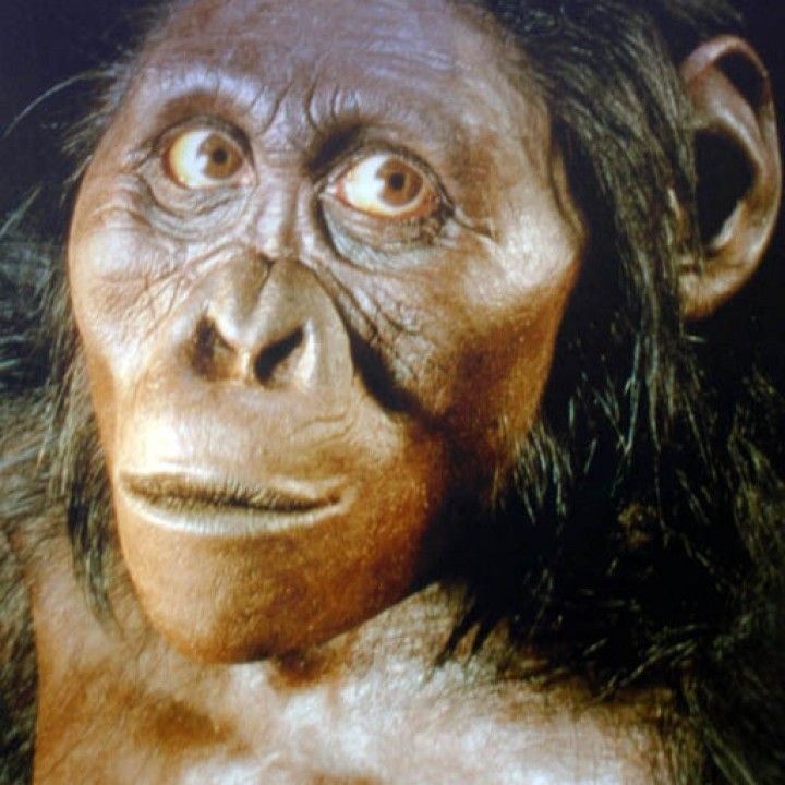 Australopithecus Image